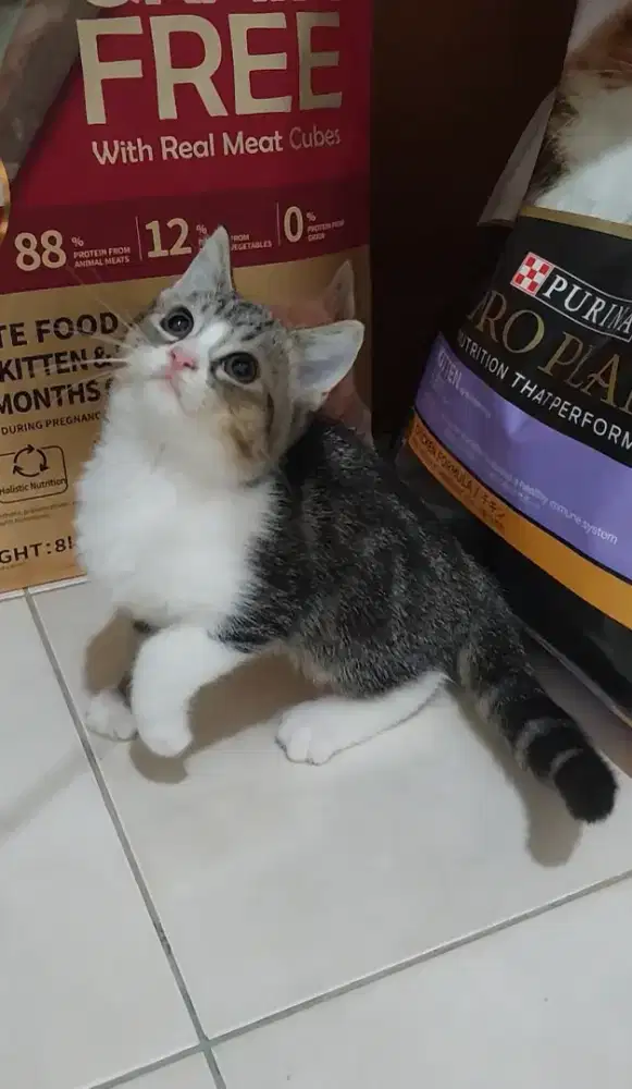 Kucing british shorthair mix breed with ragdoll kitten bsh mix ragdoll