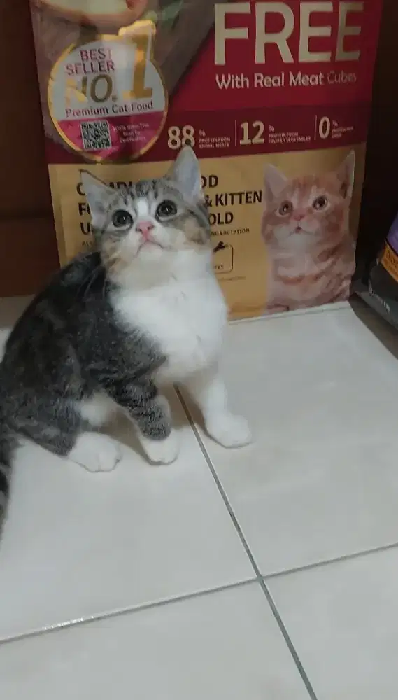 Kucing bsh mix ragdoll kitten british shorthair mix ragdoll