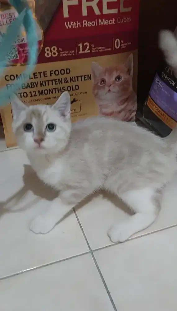 Kucing bsh mix ragdoll kitten british shorthair mix ragdoll