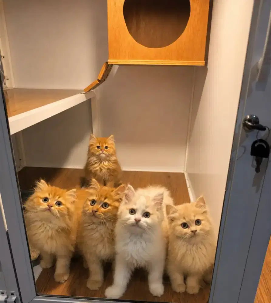 KUCING PERSIA JANTAN BETINA