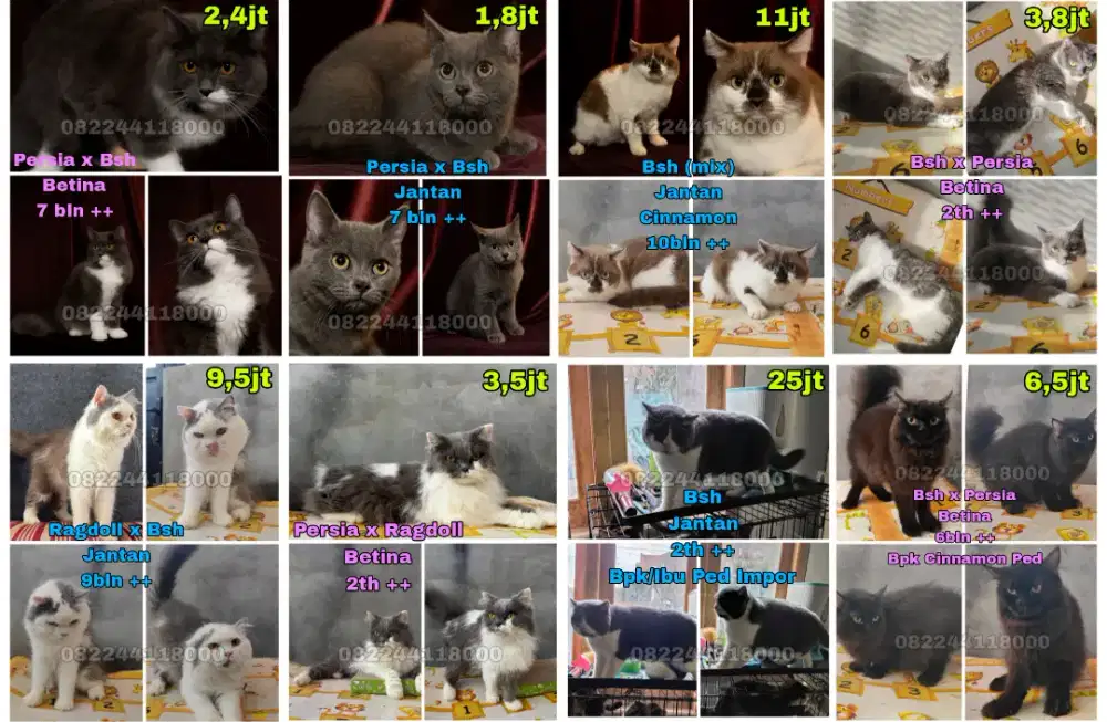 Kucing Bsh / British / Ragdoll / Persia