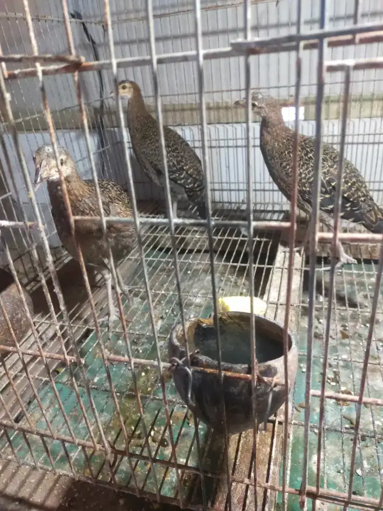 Ayam hutan hijau betina