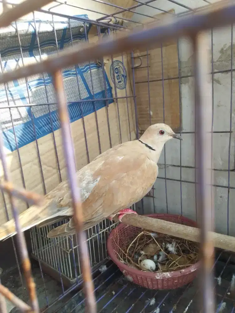 Burung Puter betina