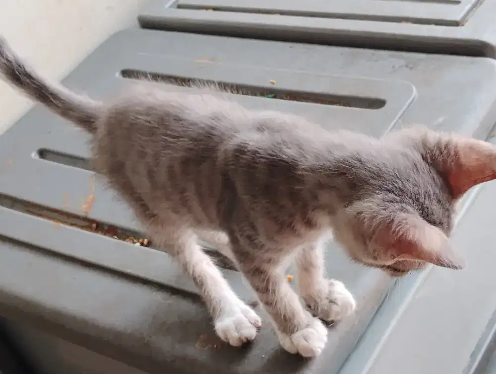 Kitten Persia mix bsh