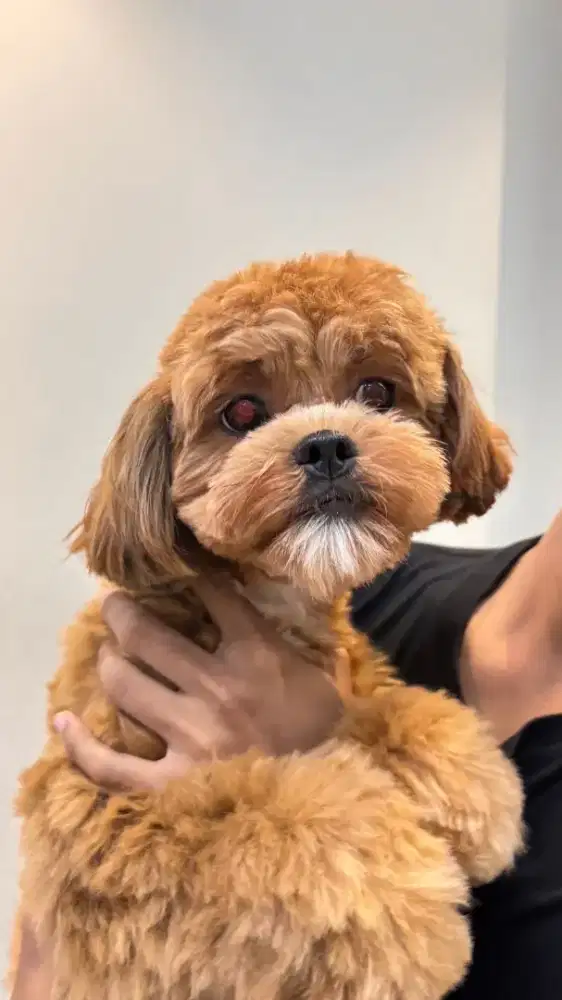 Dibutihkan penjaga  pet hotel dan grooming di tanjung duren