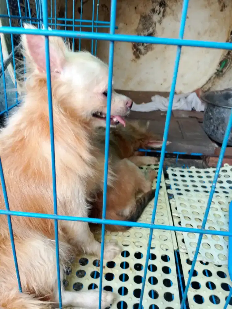 Lepas adopsi ajing ciuhuah dewasa