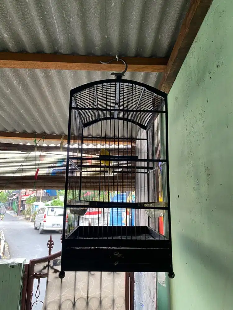 Kenari f1 ys losring fulset