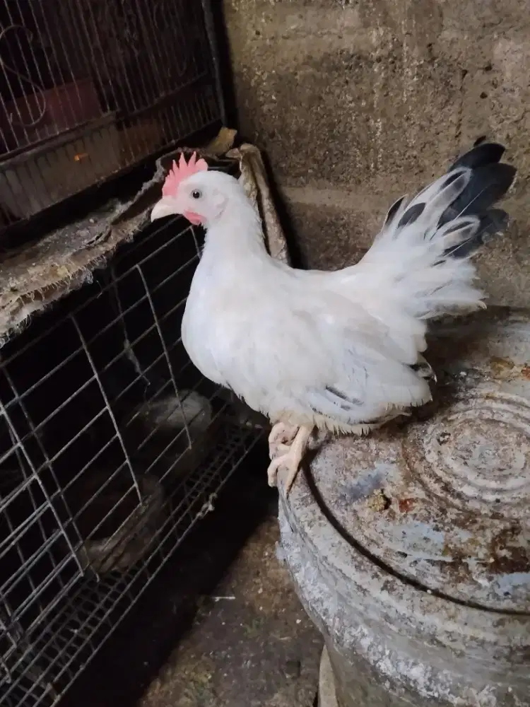 Ayam chabo jantan