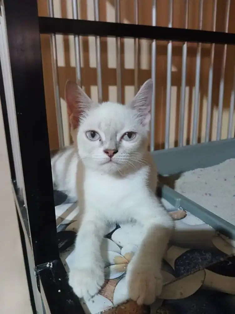 Kitten Persia himalaya betina 3.5 bulan