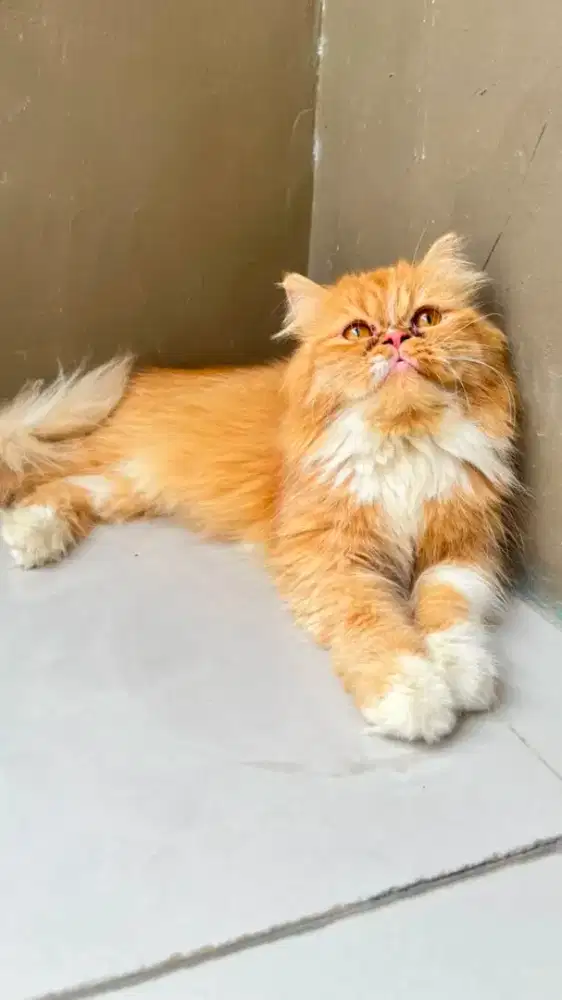 Kucing persia peaknose