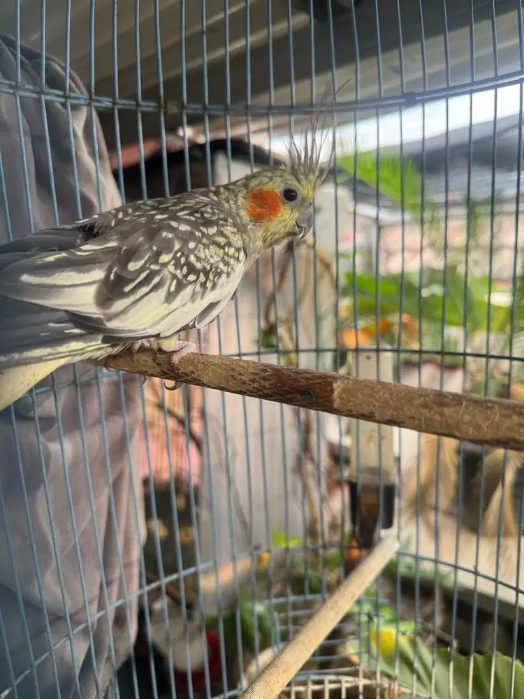 Burung falk pearl