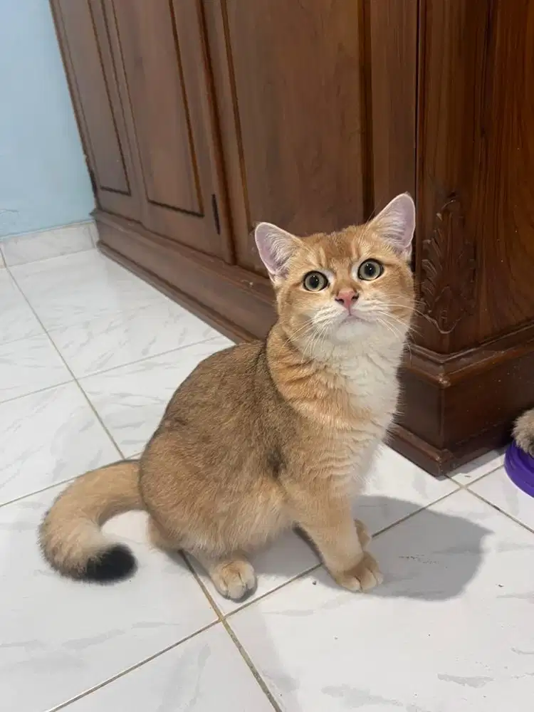 BSH / BRITISH SHORTHAIR GOLDEN JANTAN 7 Bulan