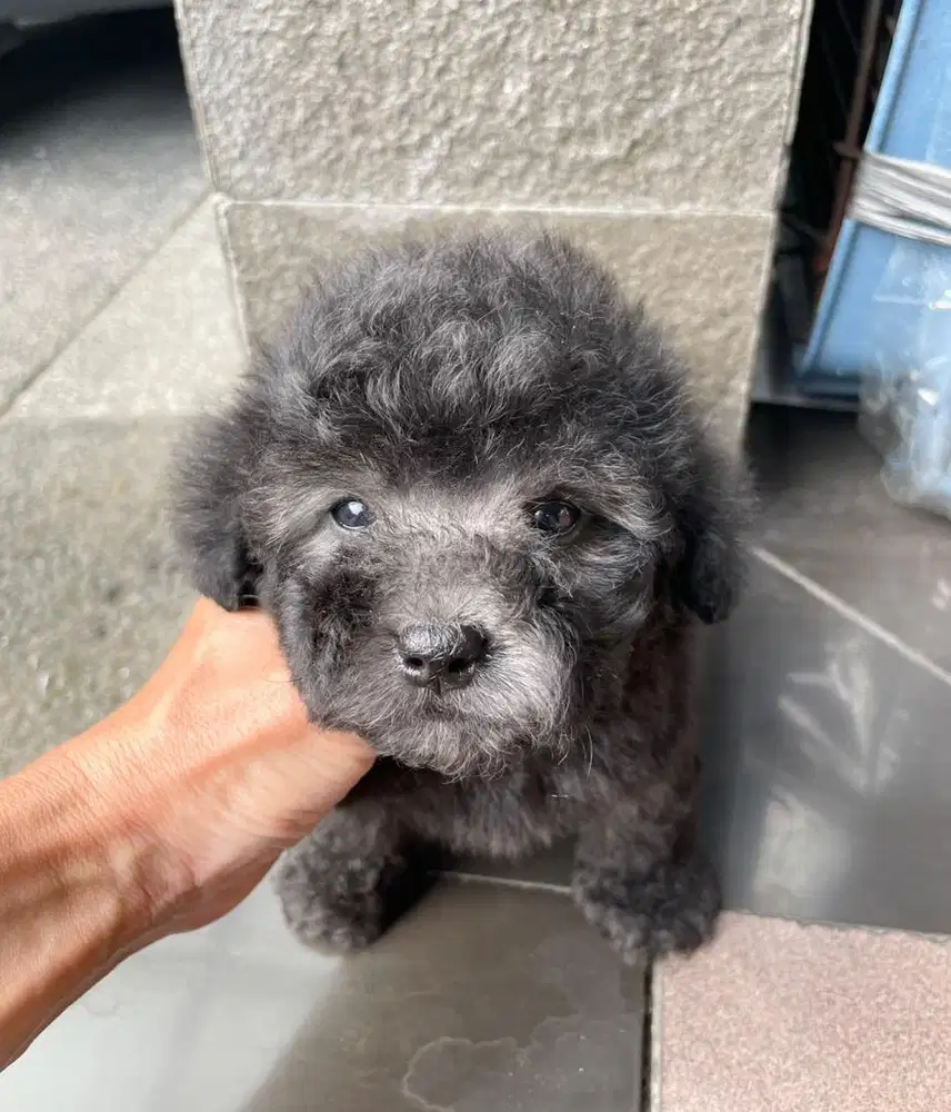 Anakan poodle tiny