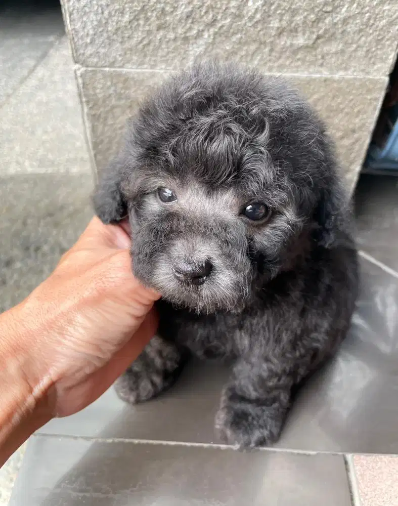 Poodle silver betina