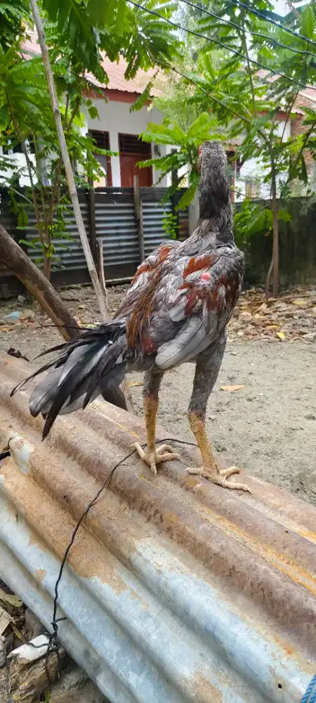 Ayam siam lincir