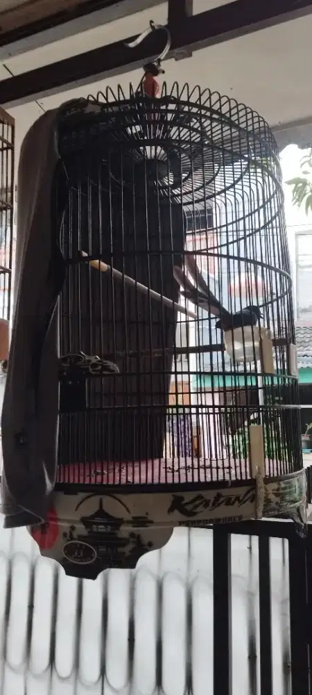 Jual Rugi Murai Batu Fullset