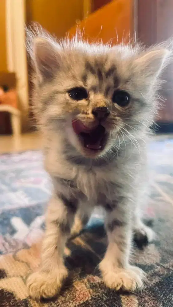 Kucing persia medium usia 2bulan