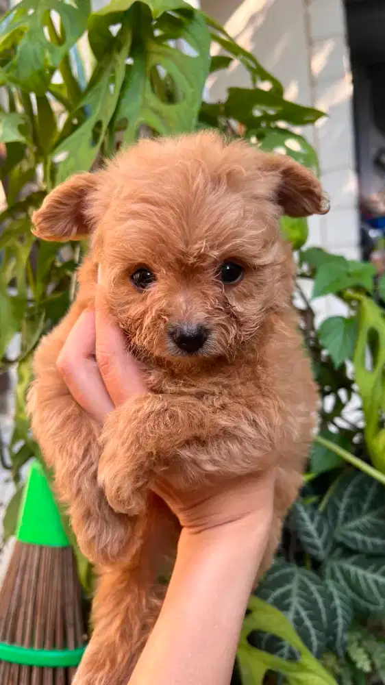 Pom mix poodle (pompoo)