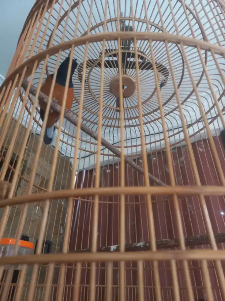 Murai Batu Dokor Gacor dor