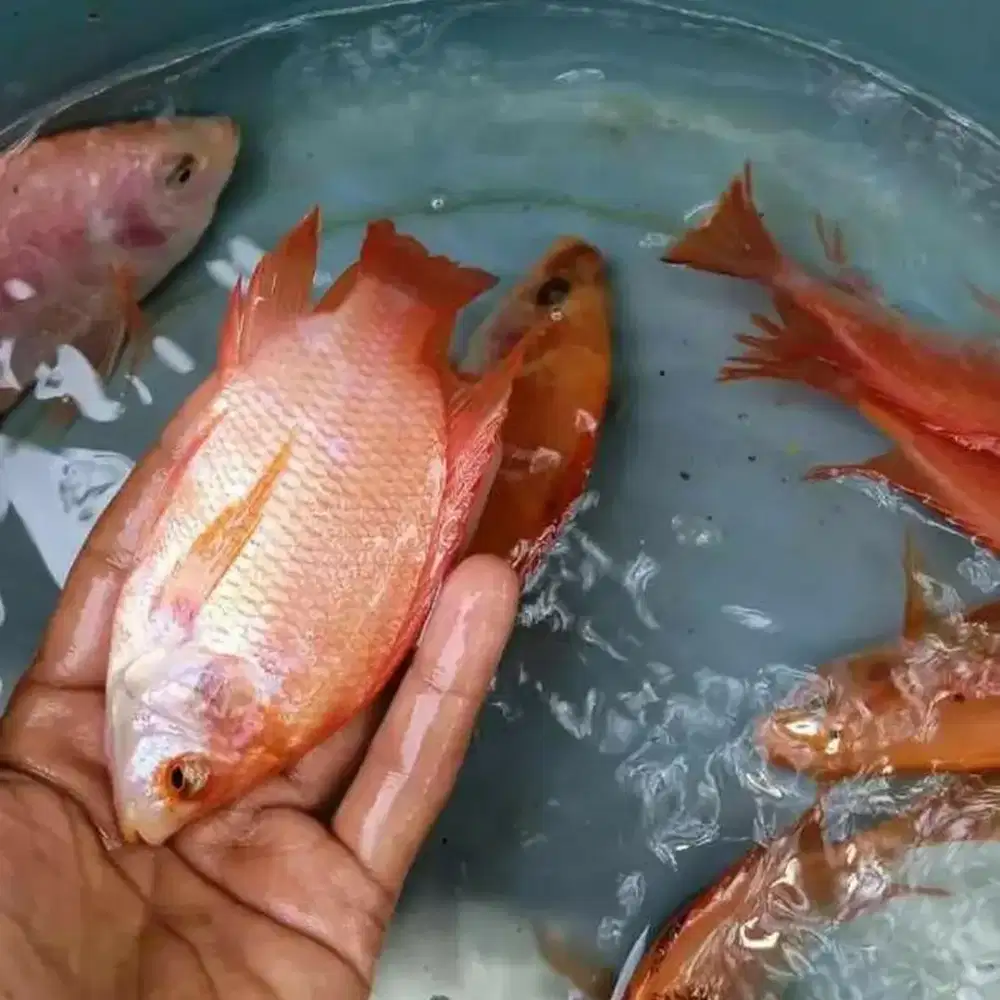 Paket 100 bibit ikan nila merah bangkok