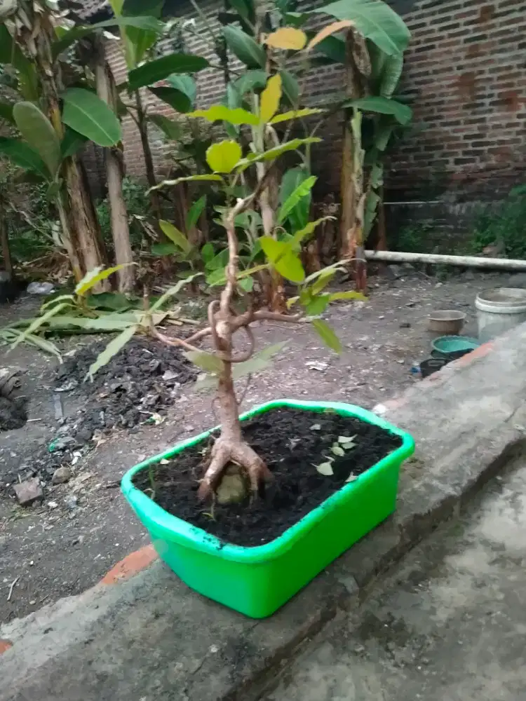 TANAMAN HIAS PICUS DESA