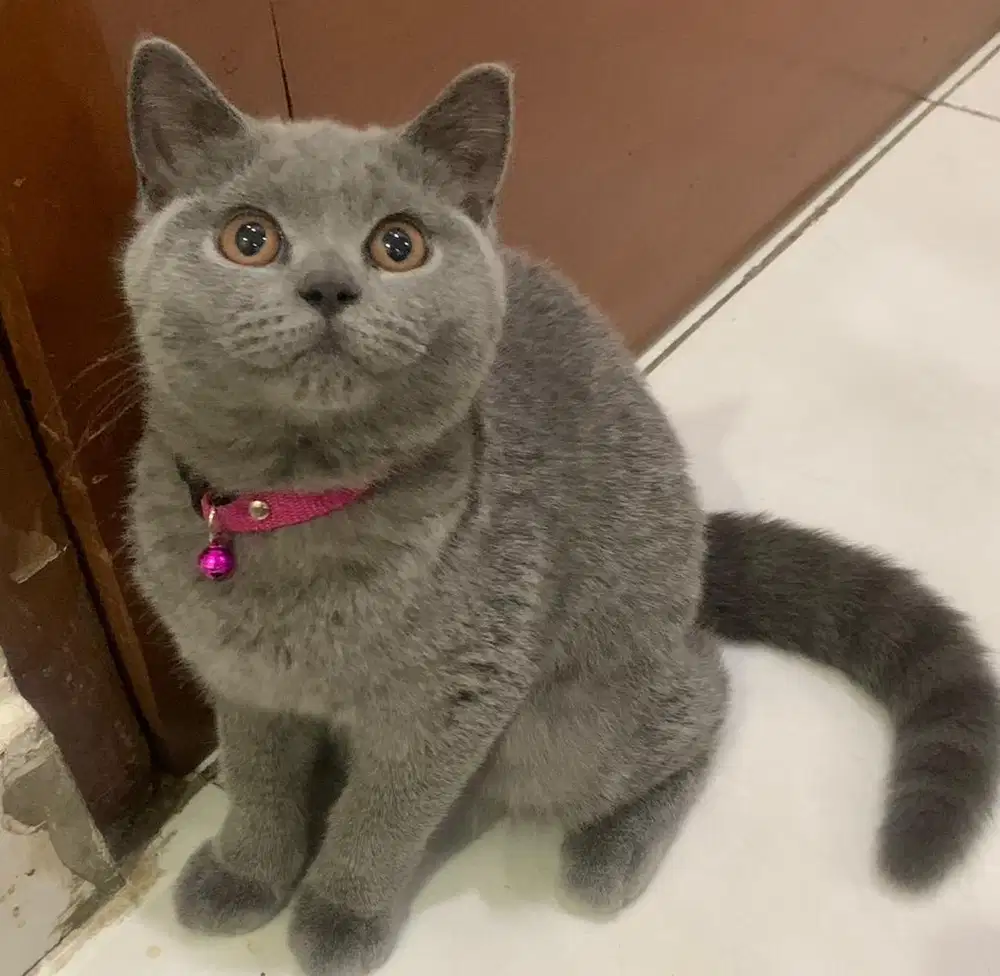 Kucing bsh british shorthair bsh british short hair