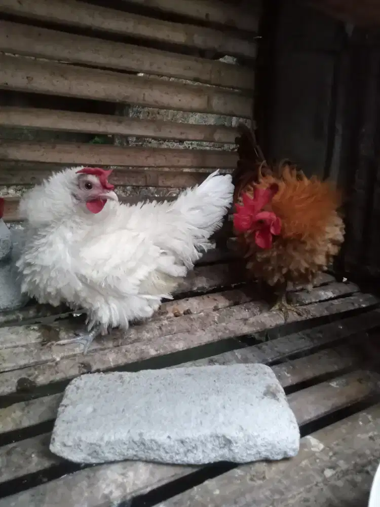 Ayam Kate bulu walik sepasang