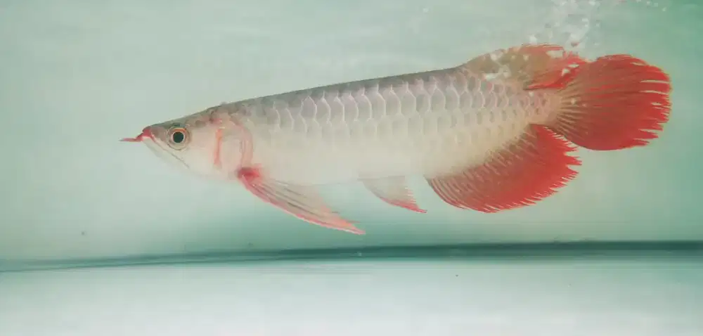 Arwana super red Slayer 29 cm