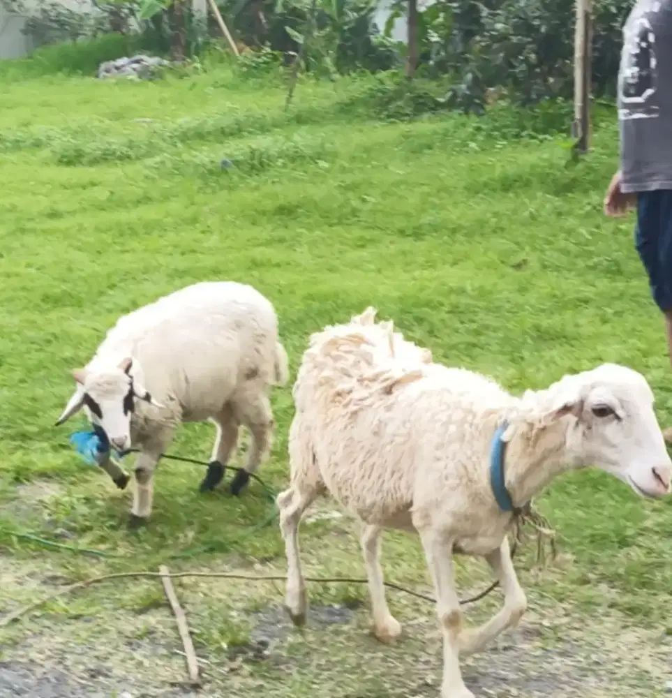 Dijual Kambing Induk + anaknya usia 1,2 th