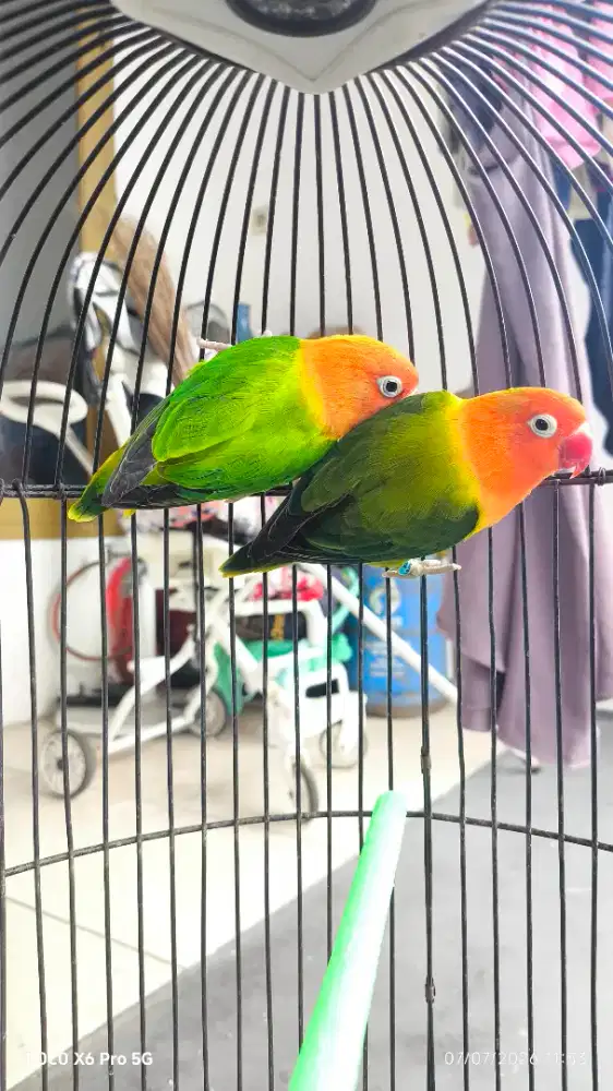 Lovebird Biola Green dan Biola Dark Green
