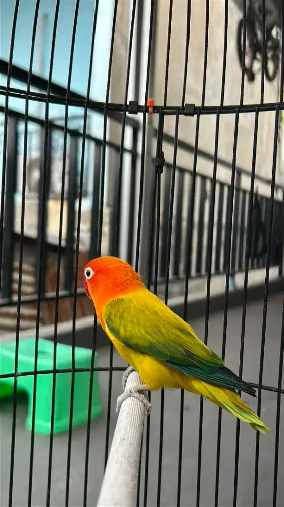 Lovebird Biola Ewing