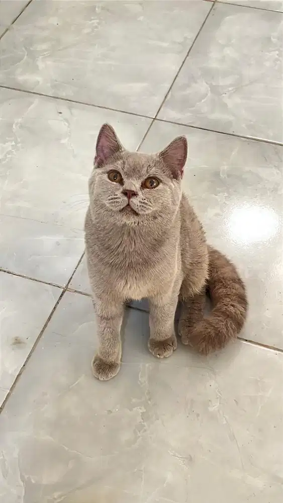 British short hair bsh lilac jantan