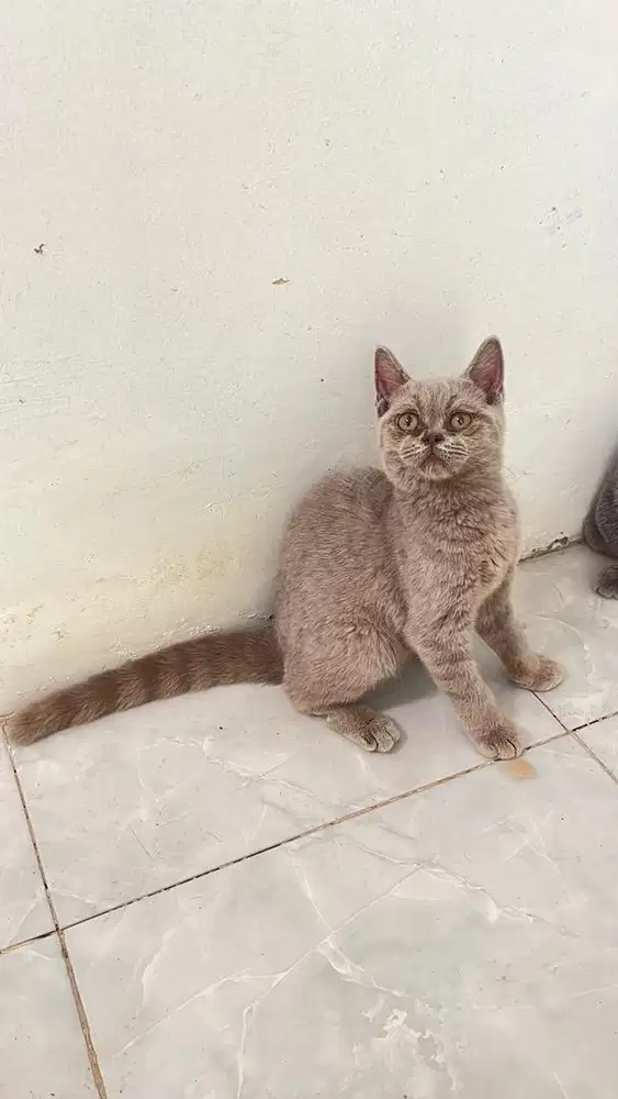 Kitten Jantan bsh lilac