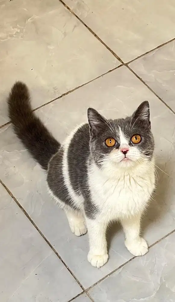 Kitten bsh bicolor betina