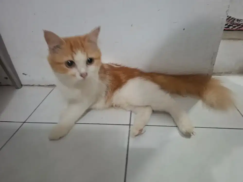 Lepas adopt gratis kucing persia indukan proven 1x lahiran dekat binus