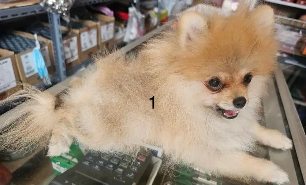 Super mini Pomeranian pom anjing betina