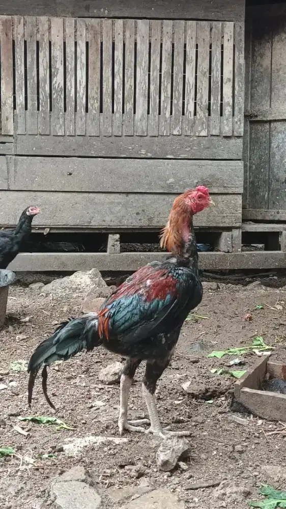 Ayam magon kaki hijau gelap