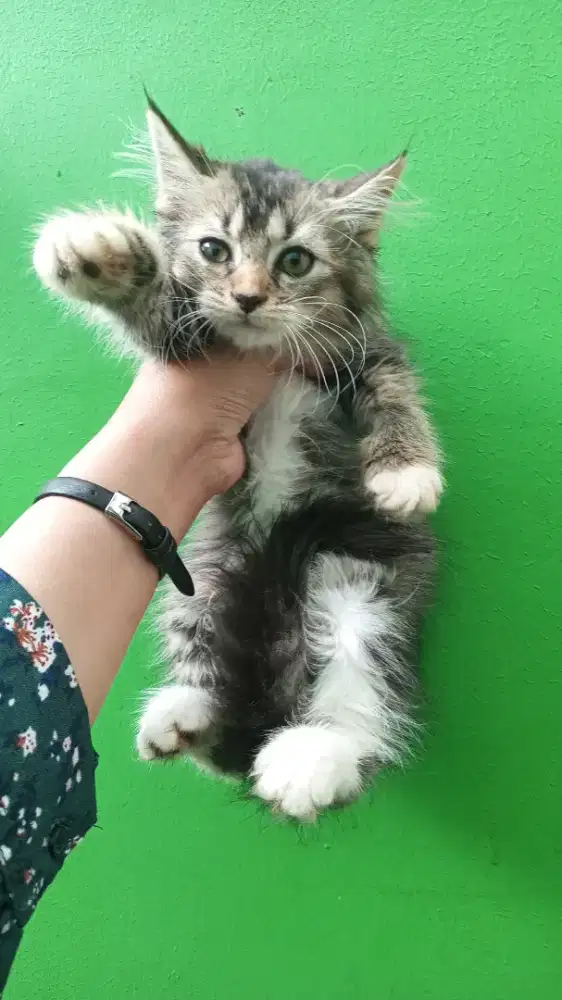 KITTEN PERSIA MEDIUM HAIR 2 BULAN