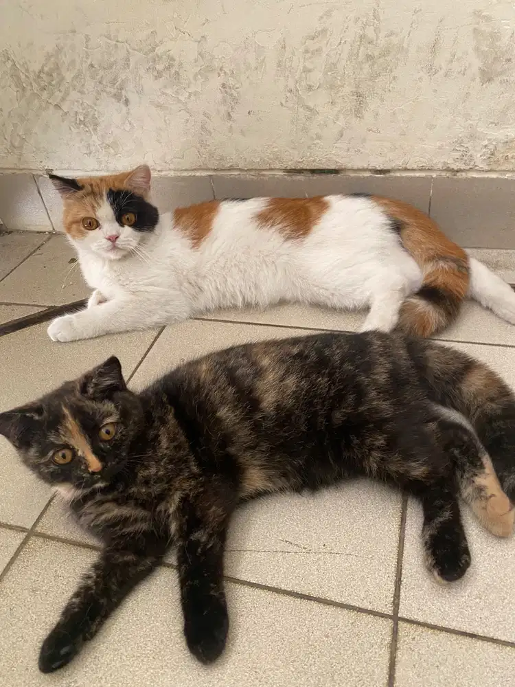 2 kucing betina bsh short hair calico dan tortie
