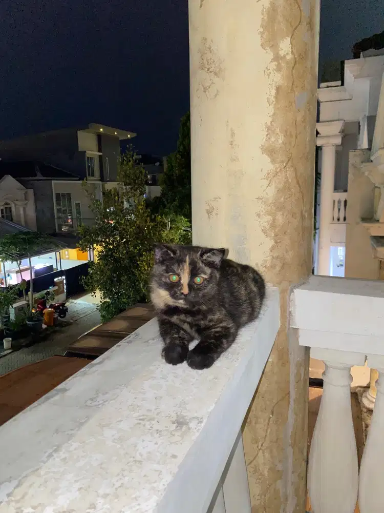 Short hair tortie betina 3 bulan