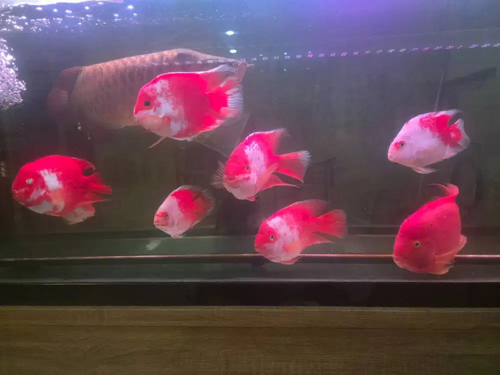 Perot santa berkualitas