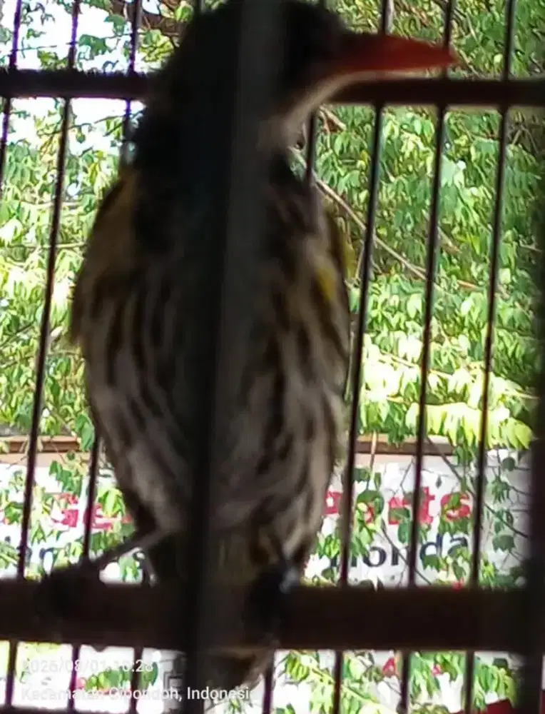 KEPODANG HUTAN REMAJA HARIAN GAK BISU GI DOKOR 1 JUTA FULSET