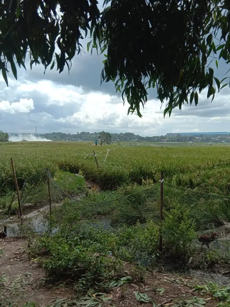 DIJUAL CEPAT : Tanah Sawah 9.086 m²