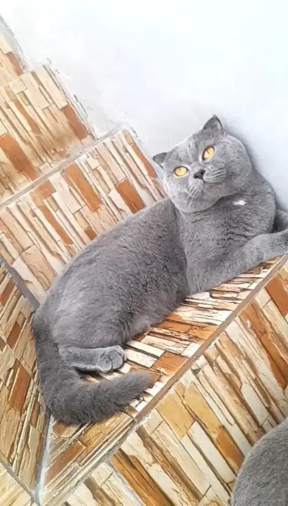 Pacak scottish fold