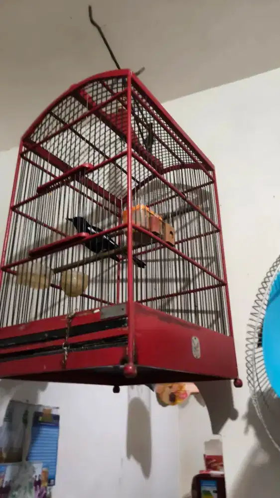Burung kacer Jawa Timur dadahitam pekat gacor