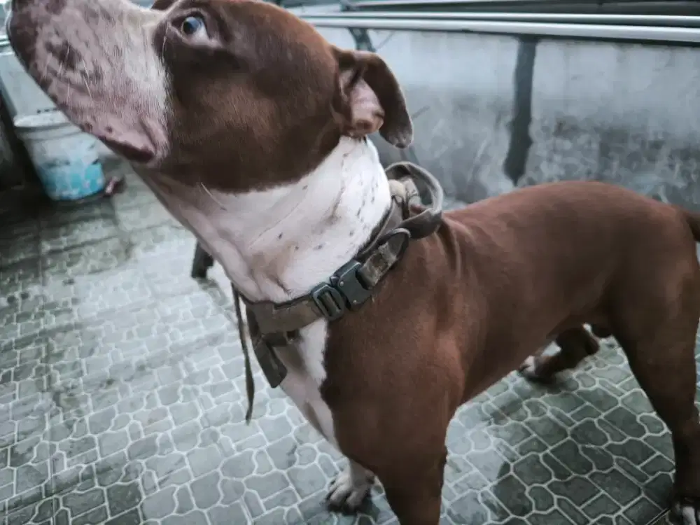 anjing America pit bul