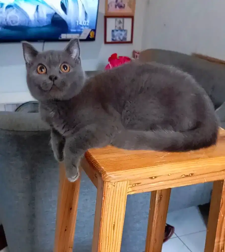 BRITISH SHORTHAIR / BSH BLUE