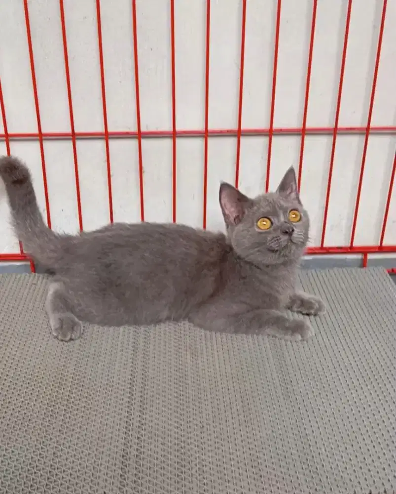 BRITISH SHORTHAIR / BSH BLUE