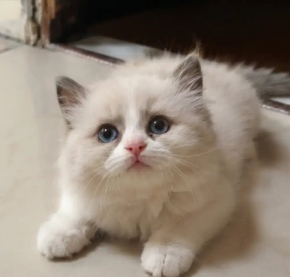Ragdoll kitten jantan