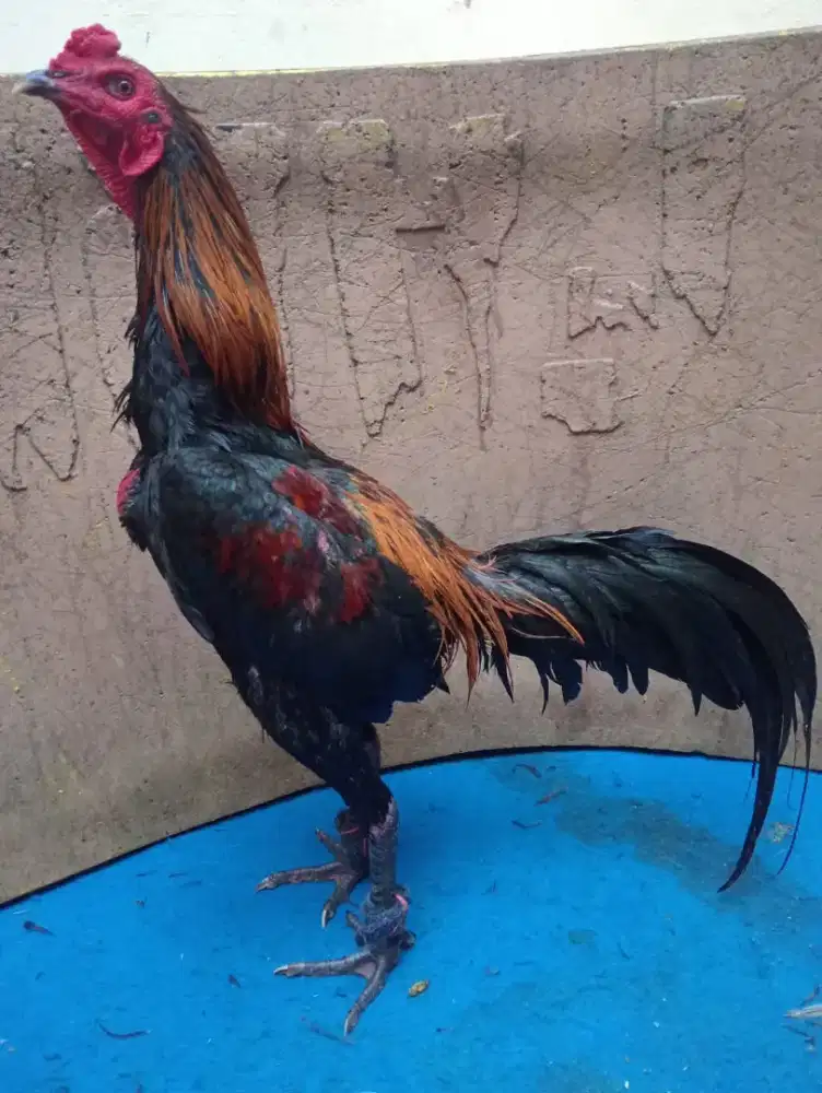 Ayam Mangon bk wiring galeh